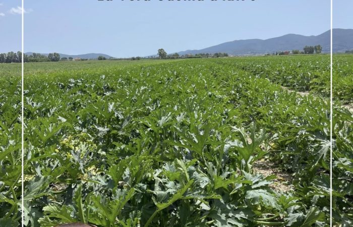 Agriturismo Alberese con ristorante - Giuncola e Granaiolo - Azienda La Fiorita